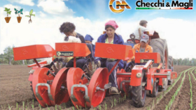 Checchi & Magli